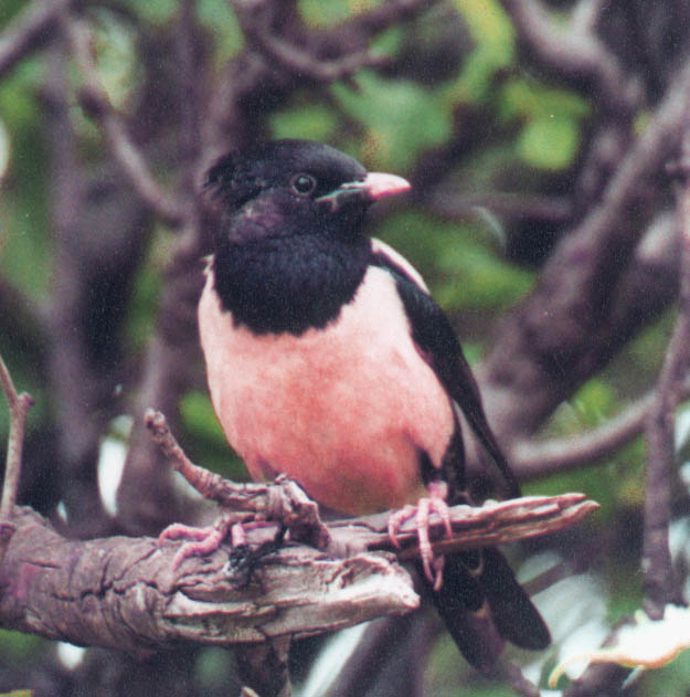 Spring Birding Tour (Bulgaria)